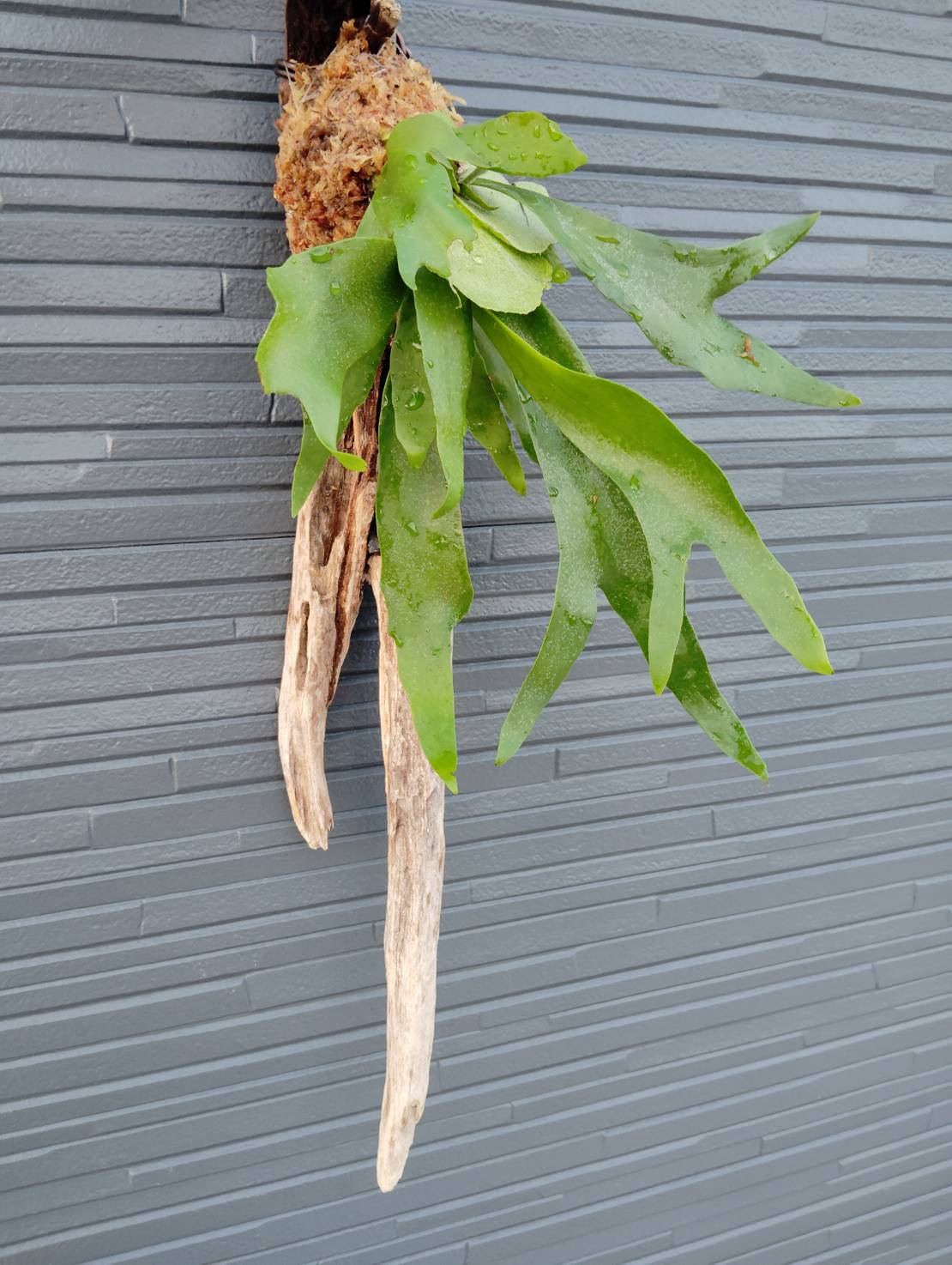 観葉植物