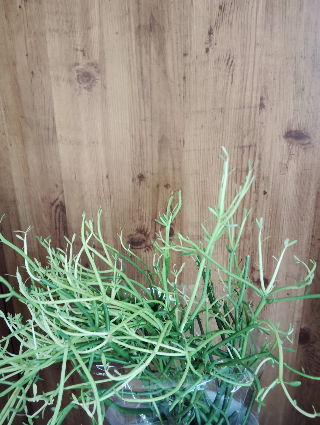 観葉植物