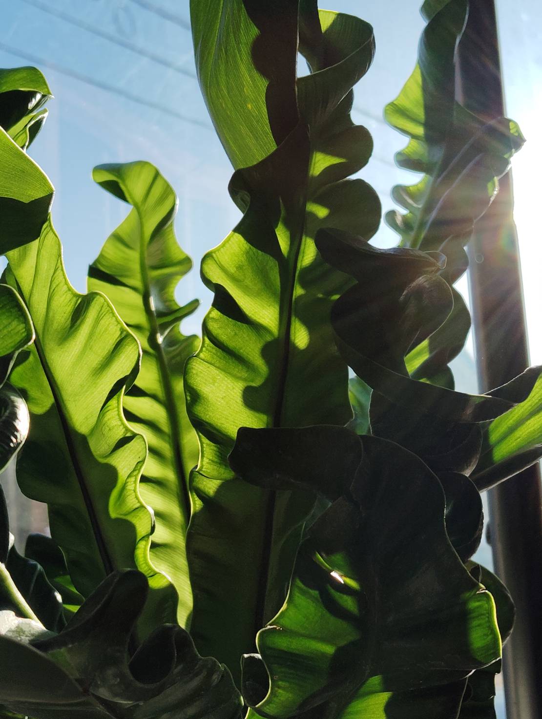 観葉植物