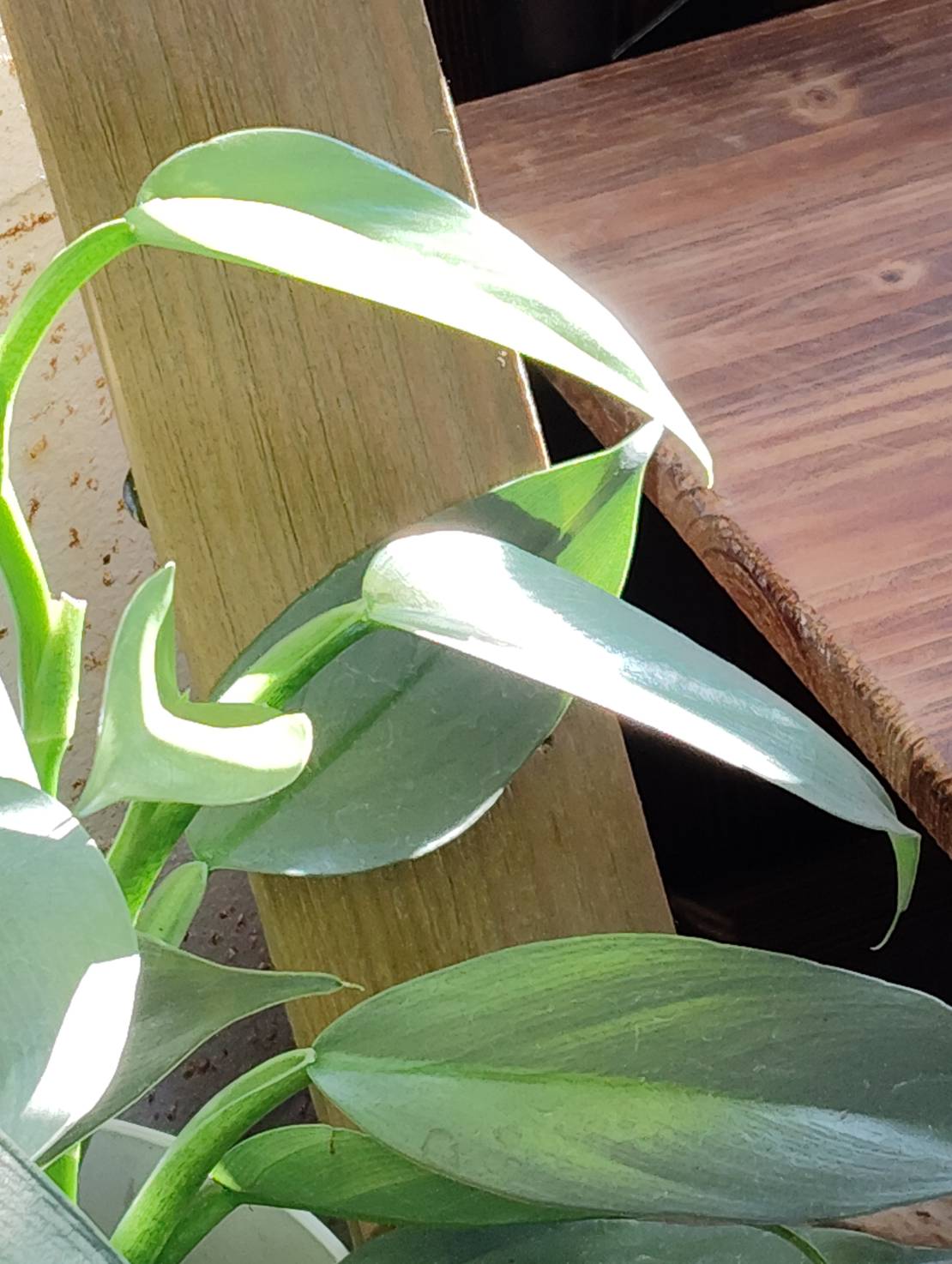 観葉植物