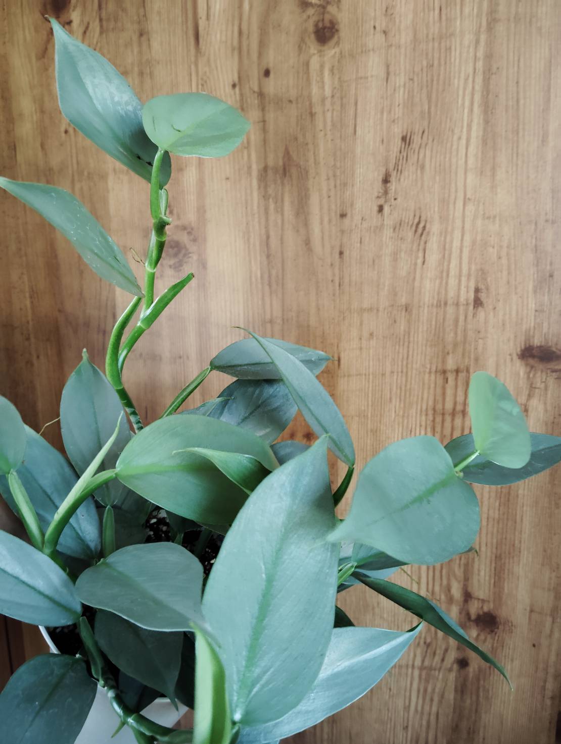 観葉植物