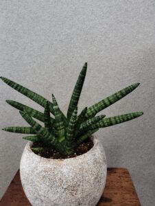 観葉植物