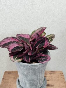 観葉植物