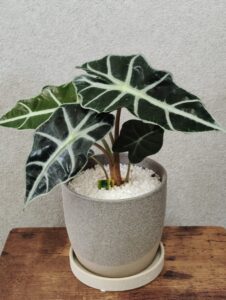 観葉植物