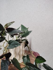 観葉植物