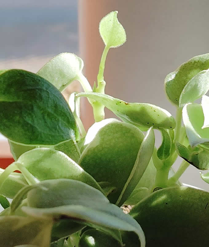 観葉植物